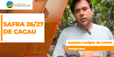 Clima adverso resulta em duas realidades distintas para a safra de cacau 26/27 em propriedade na Bahia