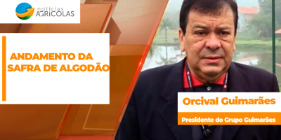 Colheita do algodão em MT avança com alta produtividade, mas chuvas atípicas geram alertas para a qualidade da pluma