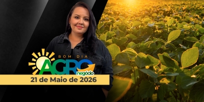 Queda contínua dos grãos em Chicago, soja com leves altas no BR e o mercado de plantas aromáticas