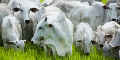 Mercado monitora possível redução das tarifas dos EUA sobre carne bovina; BR pode ser beneficiado