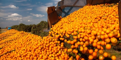 Citros/Cepea: Negócios avançam; clima limita colheita
