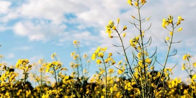 Inicia colheita da canola no Rio Grande do Sul