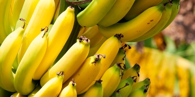 Banana/Cepea: Produção crescente em SC pressiona preços no atacado paulista