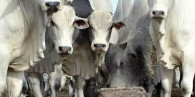 Scot Consultoria: China impõe salvaguarda à carne bovina e tarifa extra de 55,0%