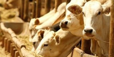 Mato Grosso deve confinar 1,33 milhão de bovinos em 2026, 43% a mais que no ano anterior