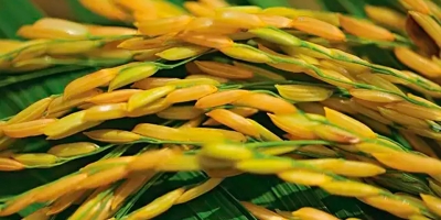 Arroz/Cepea: Oferta restrita sustenta recuperação das cotações; liquidez segue limitada