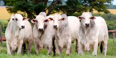 Plataforma Agrobrazil aponta correções de baixa nas cotações médias de São Paulo e Pará