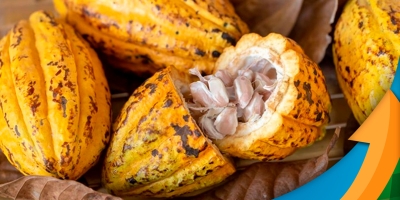 Preços do cacau caem 5% na bolsa ICE