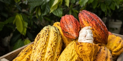 Cacau atinge máxima em 3 semanas com aproximação do El Niño