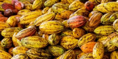 Cacau brasileiro busca produtividade e tecnologia para enfrentar novos desafios do mercado