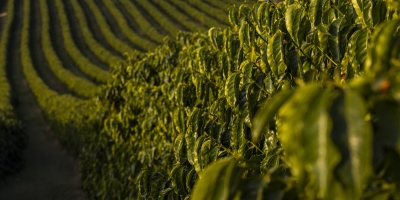 Fórum Café e Clima debate impactos das condições meteorológicas na área da Cooxupé