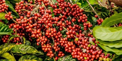 Café inicia terça-feira em alta com mercado atento ao clima no Brasil