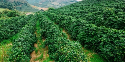Clima e colheita ditam os rumos do café no início da semana; Nova Iorque sobe nesta 2ª