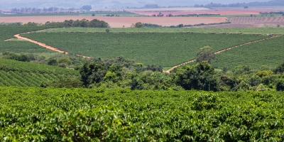 Café fecha semana com altas no arábica e baixas no robusta; clima no Brasil segue no radar do mercado