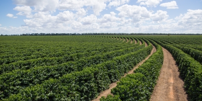 Inmet: Condições meteorológicas podem afetar as culturas de trigo e café nas áreas produtoras da Região Sudeste