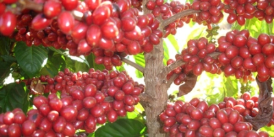 O Efeito El Niño na Safra de Café 26/27: Um Cenário de Extremos nas regiões cafeeiras.