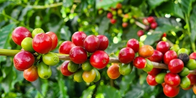 Café fecha sem direção única entre arábica e robusta, enquanto mercado monitora clima e estoques globais