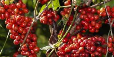 Café inicia sessão com arábica em leve alta e robusta recua nas bolsas internacionais