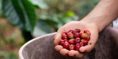 Café: Preços do robusta realizavam lucros na manhã desta 3ª feira (27)