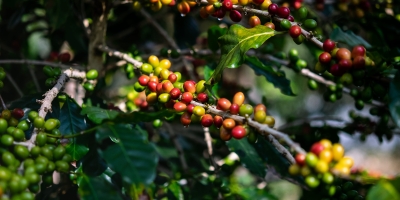 Café dispara em NY nesta 2ª e sobe quase 5%; cereja descascado alcança os R$ 2 mil em Varginha/MG