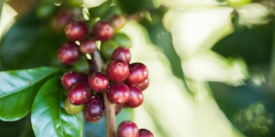 Após feriado, preços do café arábica recuavam em mais de 1% em NY na manhã desta 3ª feira (20)