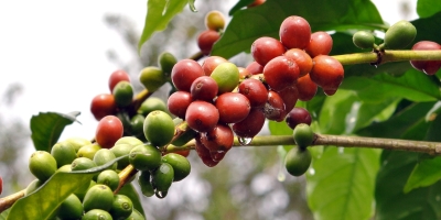 Café ganha força em NY com incertezas sobre a oferta, mas fecha com estabilidade a 6ª feira
