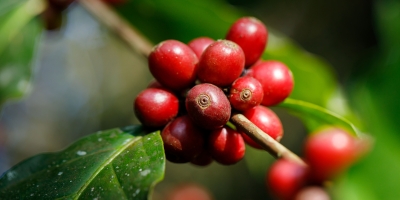 Com chuvas preocupando para colheita, café continua subindo e tem mais de 1% de alta em NY
