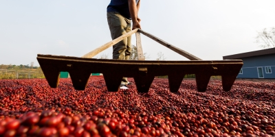 Mais lenta por chuvas, colheita de café no Sul de Minas aproxima-se de 10%, aponta Cepea
