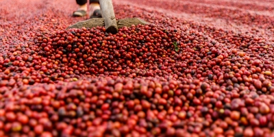 Café abre 5ª feira com Londres em alta e Nova Iorque pressionada pela chegada da safra brasileira