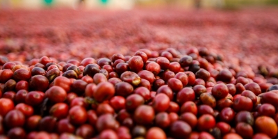 Perspectiva para oferta de café é "confortável", apesar de atrasos no Brasil e na Colômbia, diz Rabobank