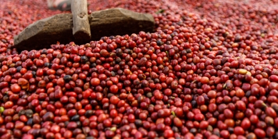 Colheita de café na área de atuação da Cooxupé alcança 47,3%