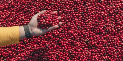 Colheita de café avança para 24,9% na área monitorada pela Cooxupé