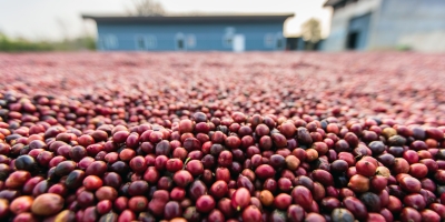 Café abre em campo misto nas bolsas com arábica oscilando em Nova York e robusta variando em Londres