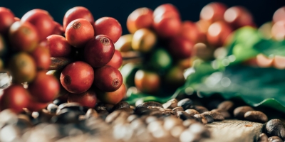 Café/Cepea: Chuvas comprometem colheita do arábica