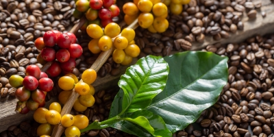 Brasil rumo ao recorde: Safra de café 2026 caminha para superar os 70 milhões de sacas e redesenhar o mercado global