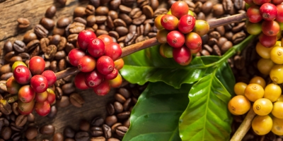 Café tem 3ª feira (18) de estabilidade em Nova Iorque, mas de olho nos fundamentos