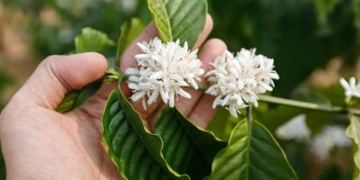 Café/Cepea: Chuvas favorecem floradas e elevam expectativas para a próxima safra