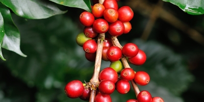 Entidades celebram isenção de todos os cafés do Brasil do tarifaço de 25% dos EUA