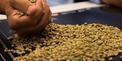 Exportações globais de café verde aumentaram 9,2% em dezembro, afirma OIC