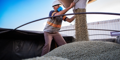 Colheita de café na área de atuação da Cooxupé registra 74,6%