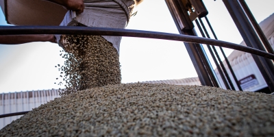 Café despenca em NY com pressão da safra brasileira e mercado reage no robusta