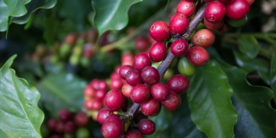 Café reage nas bolsas nesta 6ª feira, com mercado atento ao clima e à safra brasileira
