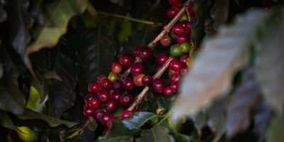 Café abre quarta-feira (04) com oscilações entre arábica e robusta e mercado atento ao câmbio e ao petróleo