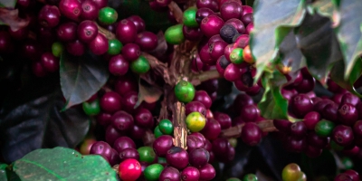Clima mais favorável impulsionou produtividade do café no Brasil, mas safra/26 não será recorde
