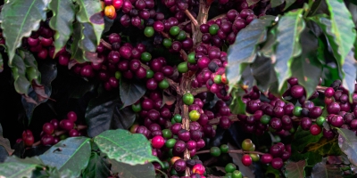 Café perde força no fim do pregão, mas clima no Brasil segue sustentando mercado