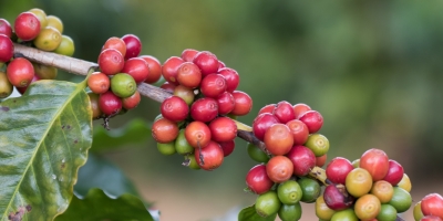 Preços do café recuavam em mais de 1% na manhã desta 6ª feira diante melhor perspectiva de oferta