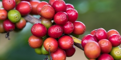 Clima volta a pautar o mercado e café avança nesta terça-feira(23)