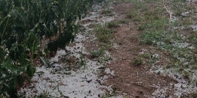 Granizo atinge cafezais no Sul de Minas e produtores começam a contabilizar prejuízos