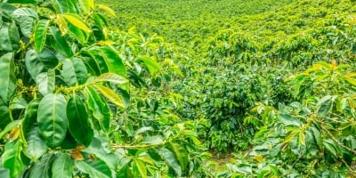 Colômbia reage após meses difíceis, mas Brasil segue ampliando vantagem no mercado global de café