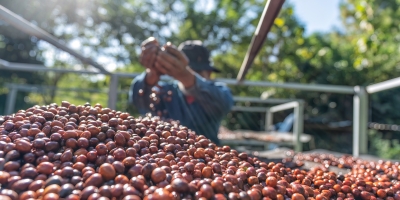 Cafeicultura entra na mira global e produtor pode enfrentar prejuízos por falhas trabalhistas